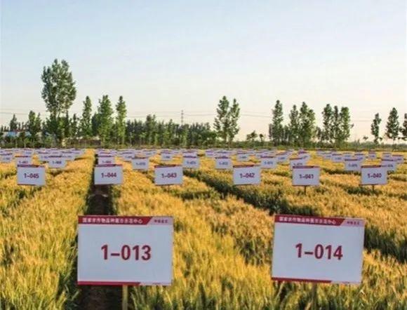 大事务｜10地持续发力种业振兴，，，，，，，，百舸争流谁冲在前？？？？？？？3.jpg