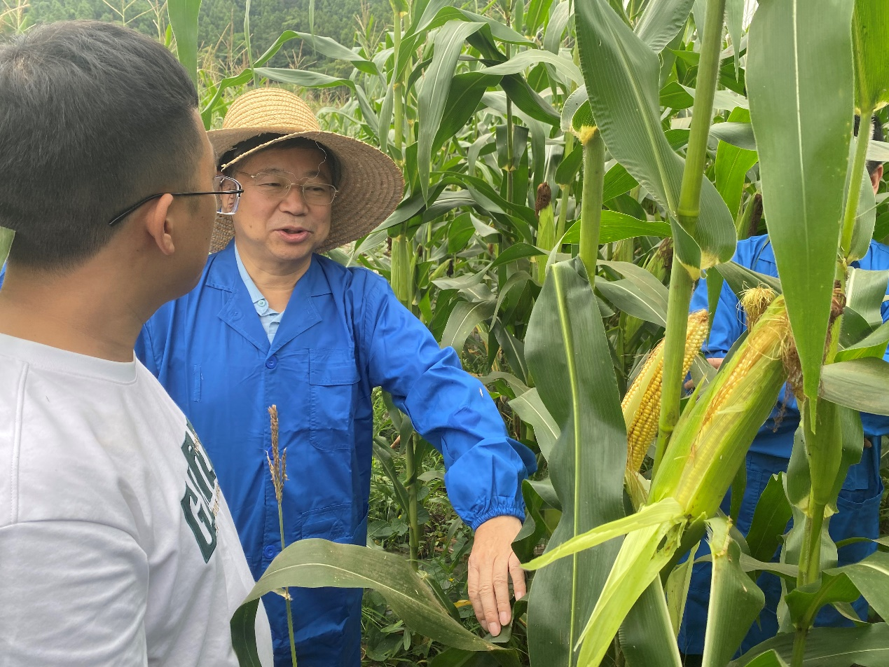 科创中心调研玉米高产试验示范和甜糯玉米新种类选育工作.png