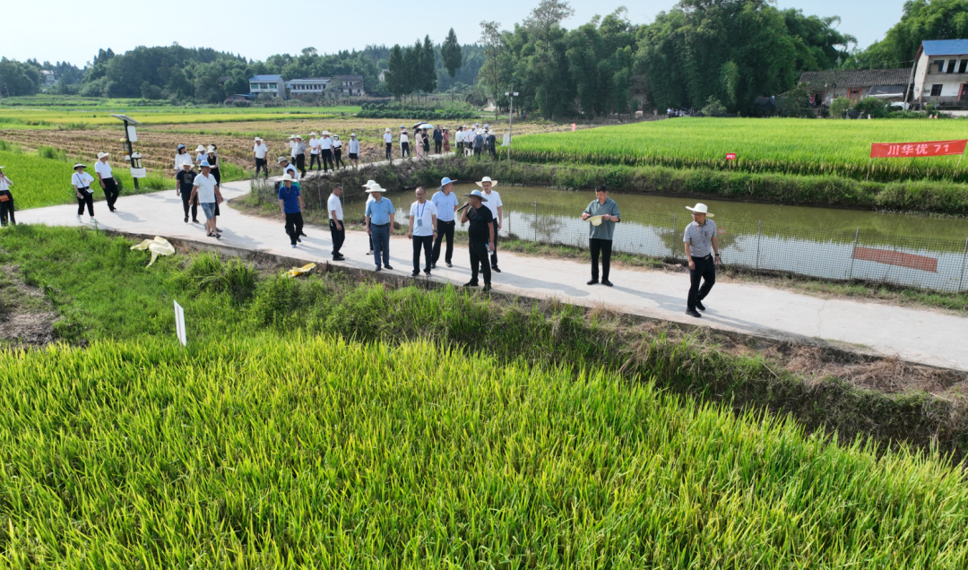 “看禾选种” 推优势当家种类 助“天府粮仓”产好粮2.png