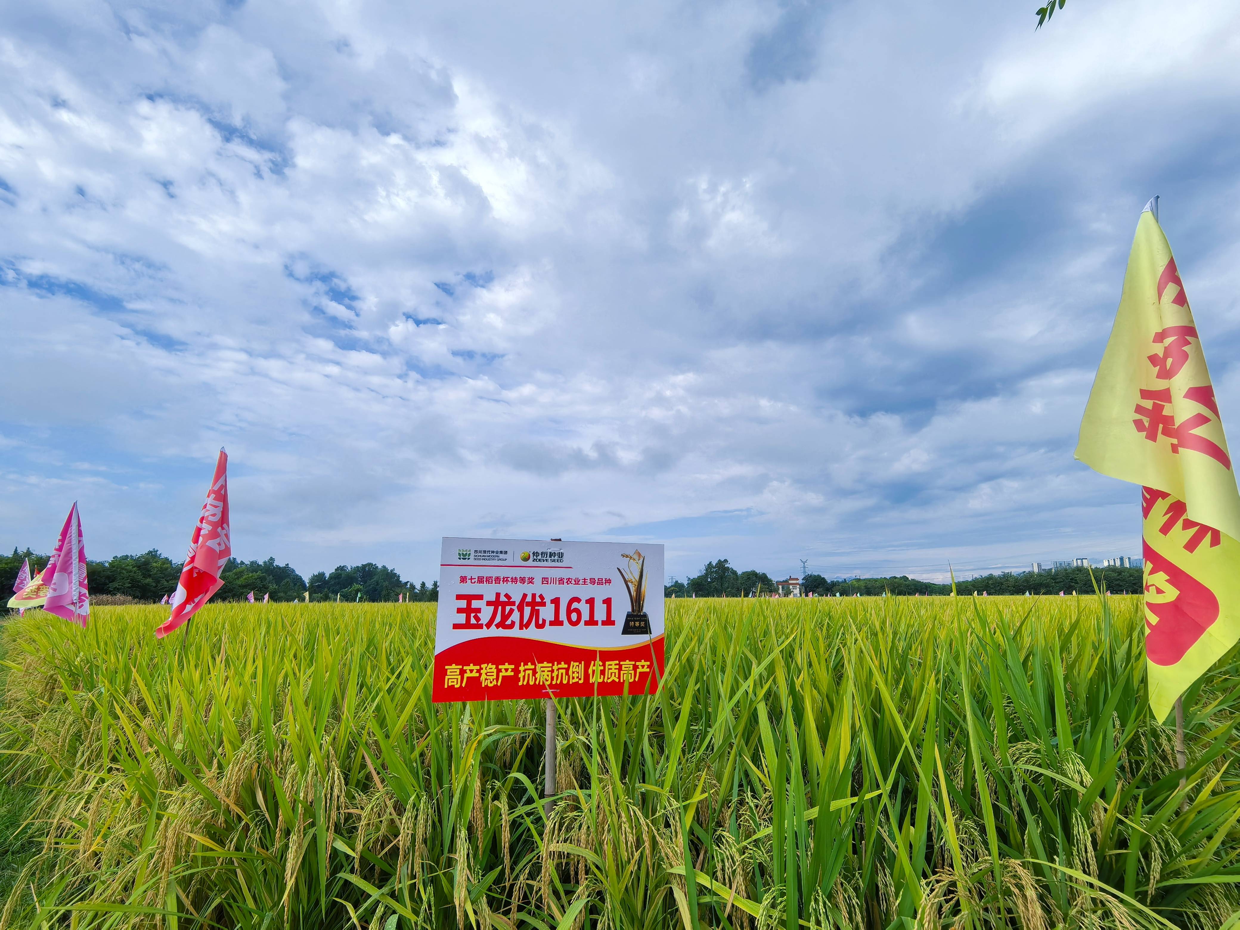 2025年度超等稻确认种类名单颁布 集团种类“玉龙优1611”入选