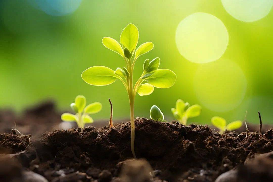 用中国种子保险中国粮食安全