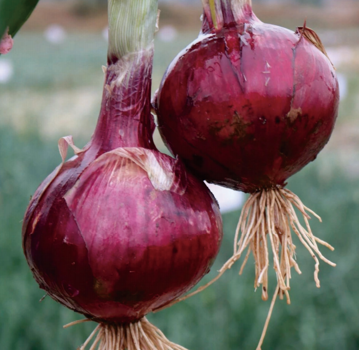 截屏2025-06-04 17.15.22.png