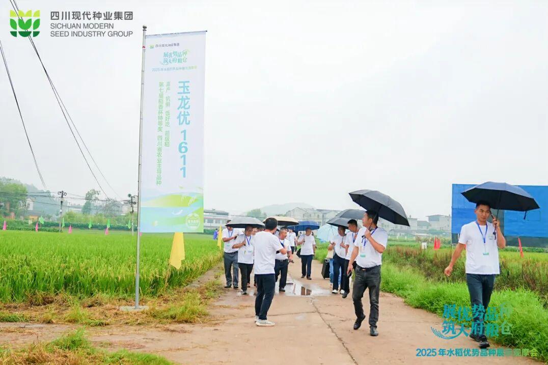 今年会优势水稻种类同台“竞技” 优当选优让农夫安心种