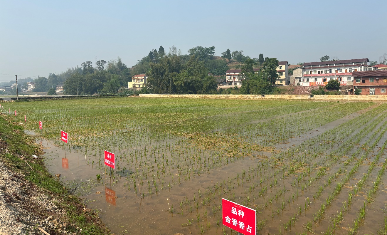 种芯农业实现2024年水稻新种类试验示范移栽工作1(1).png