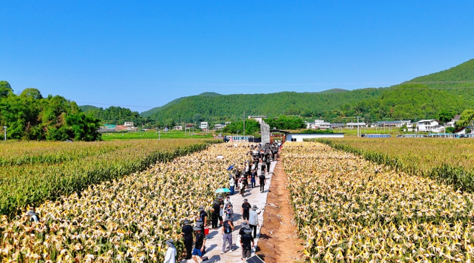 看禾选种 | 推优势玉米种类 促农业增效农夫增收