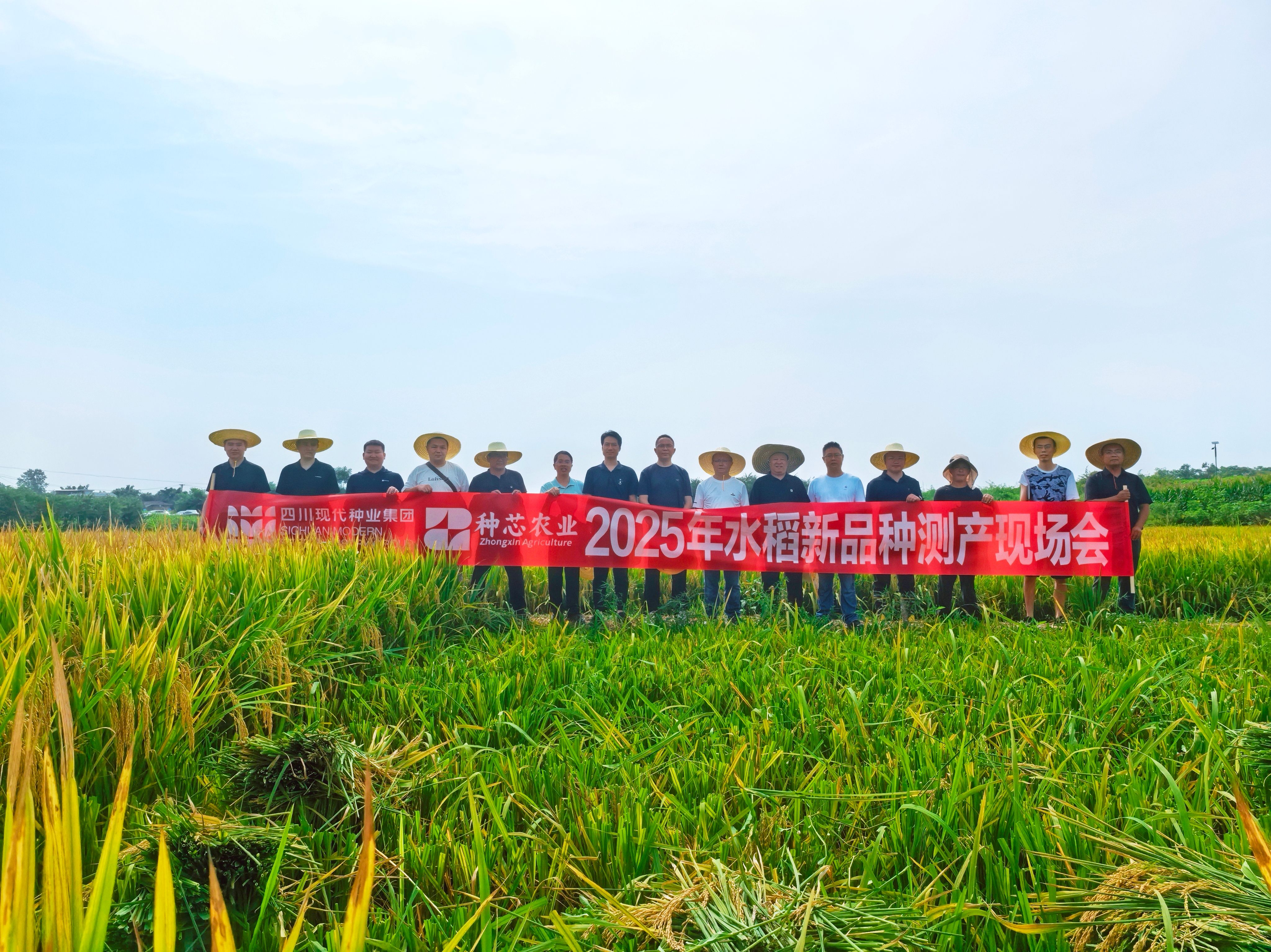种芯农业公司发展2025年水稻新种类测产工作