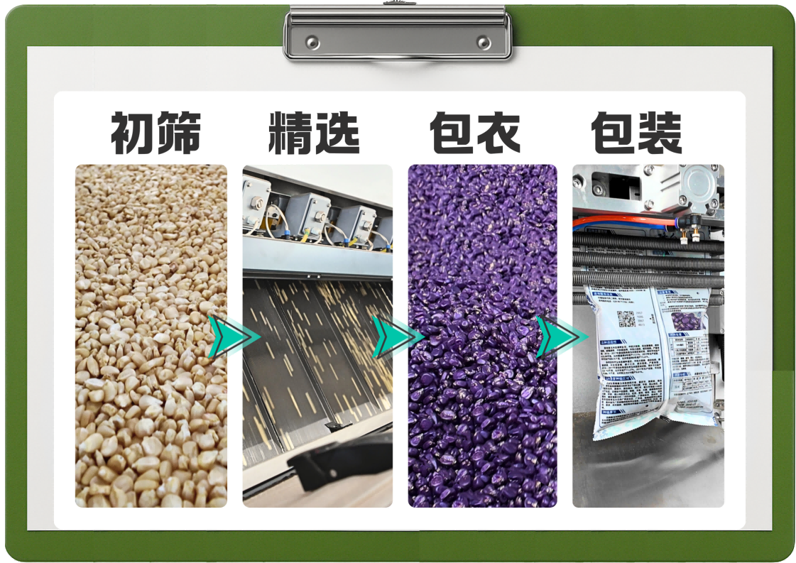 种子加工四步骤图官网插图.png