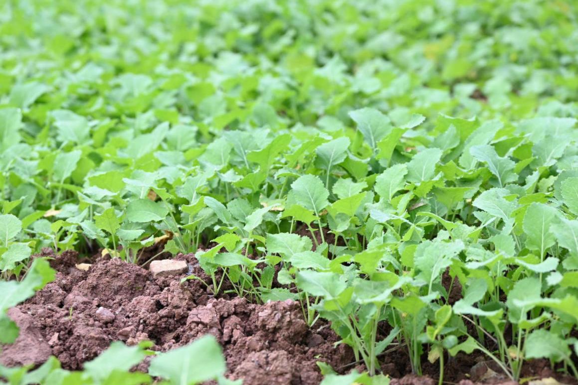 农技人才下沉一线，，，，，，，分类施策做好播前筹备，，，，，，，四川冲刺“秋冬种”—— 幼麦播种将在本月底前全面实现