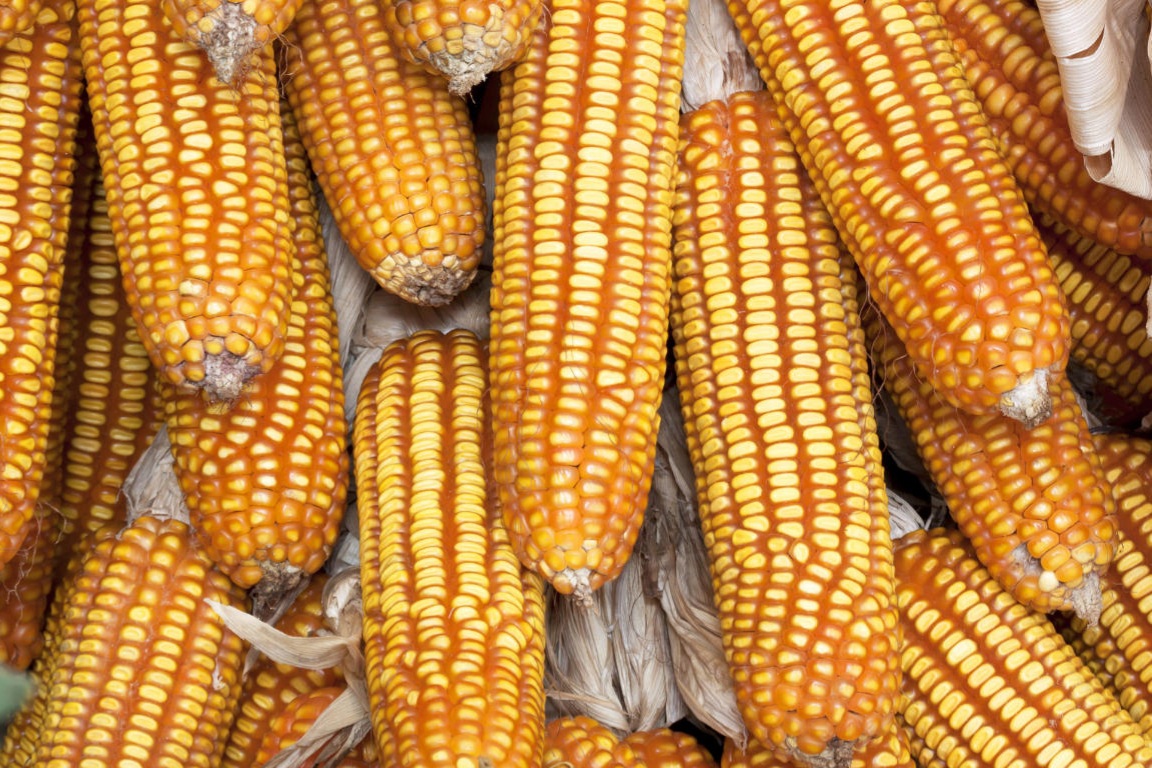 东单1331D（转基因）