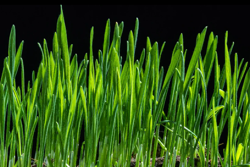 国务院国资委：聚焦生物育种等领域，，，，，，，加强关键主题技术攻关